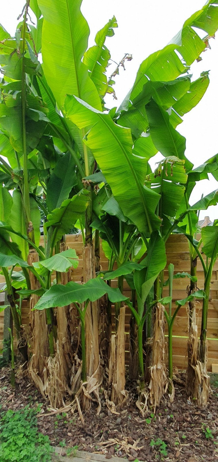 Bananenplant, Ophalen