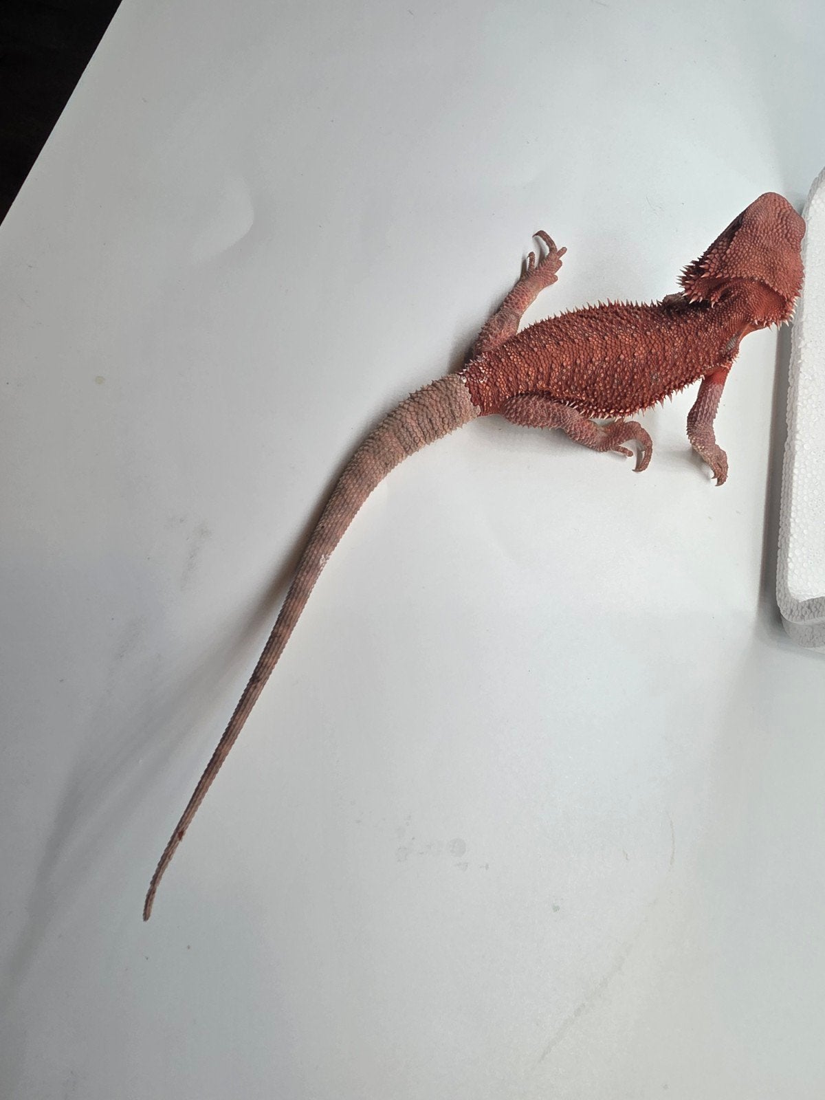 red monster, hypo, man, Dieren en Toebehoren