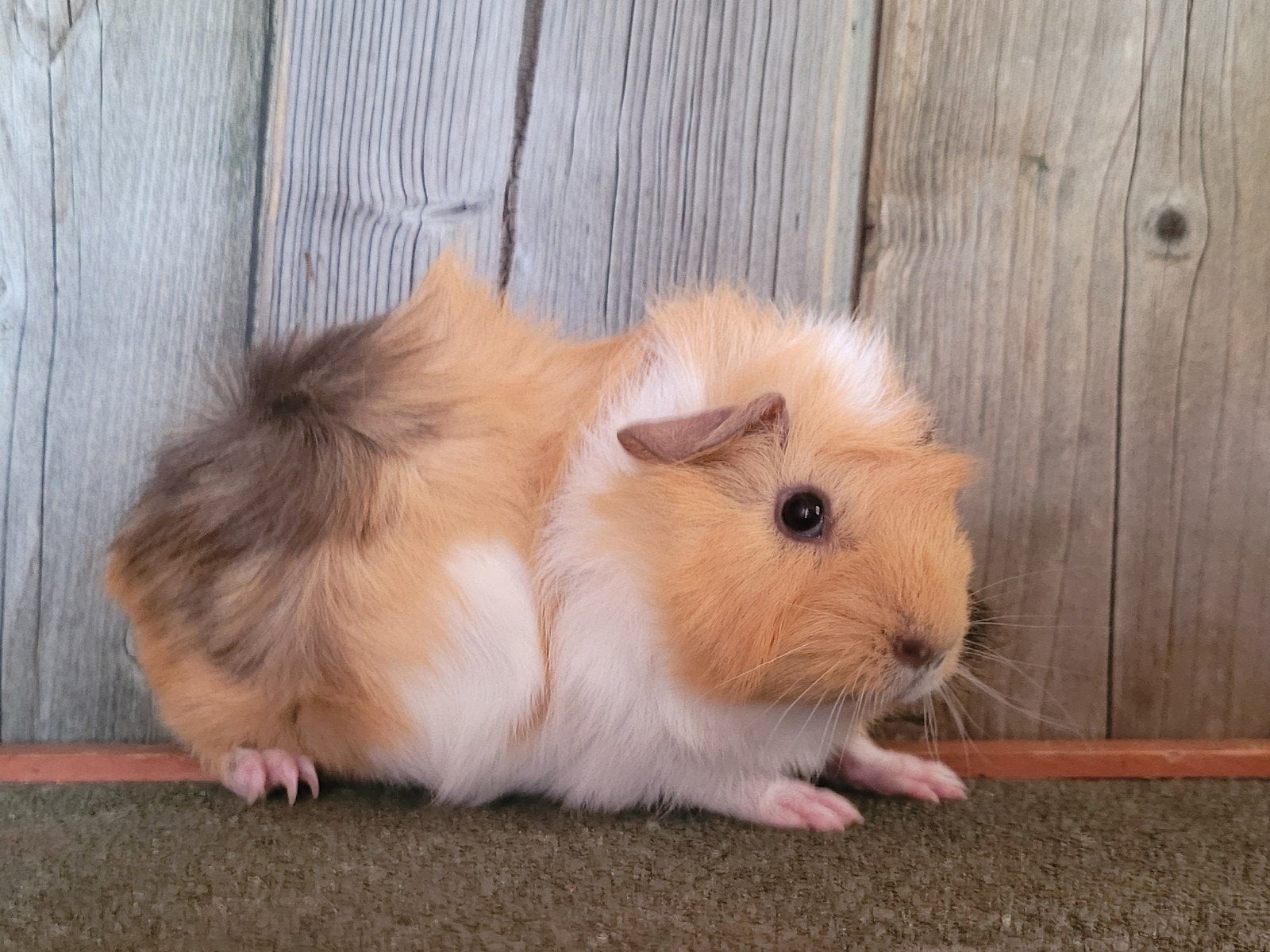 Cavia beertjes, Dieren en Toebehoren, April, Cavia