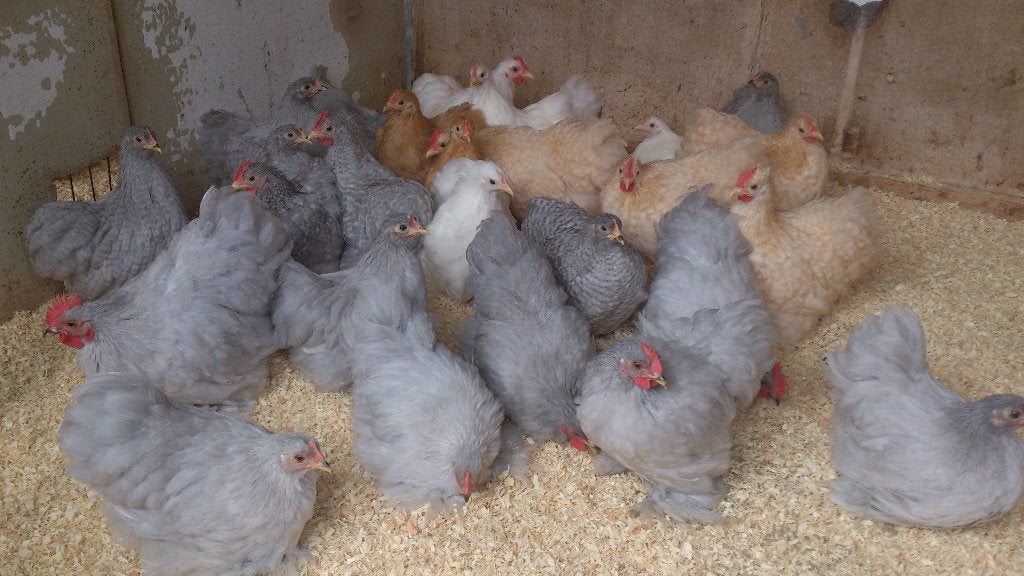 Verschillende Prachtige Jonge Handtamme Cochinkrielen 2026, Dieren en Toebehoren, Pluimvee, Meerdere dieren, Kip