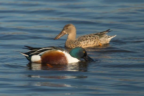 Europese Slobeend, Plusieurs animaux, Canard