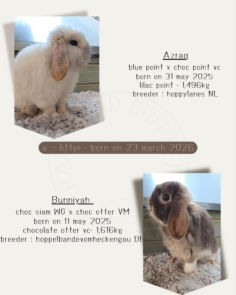 Nestje minilop