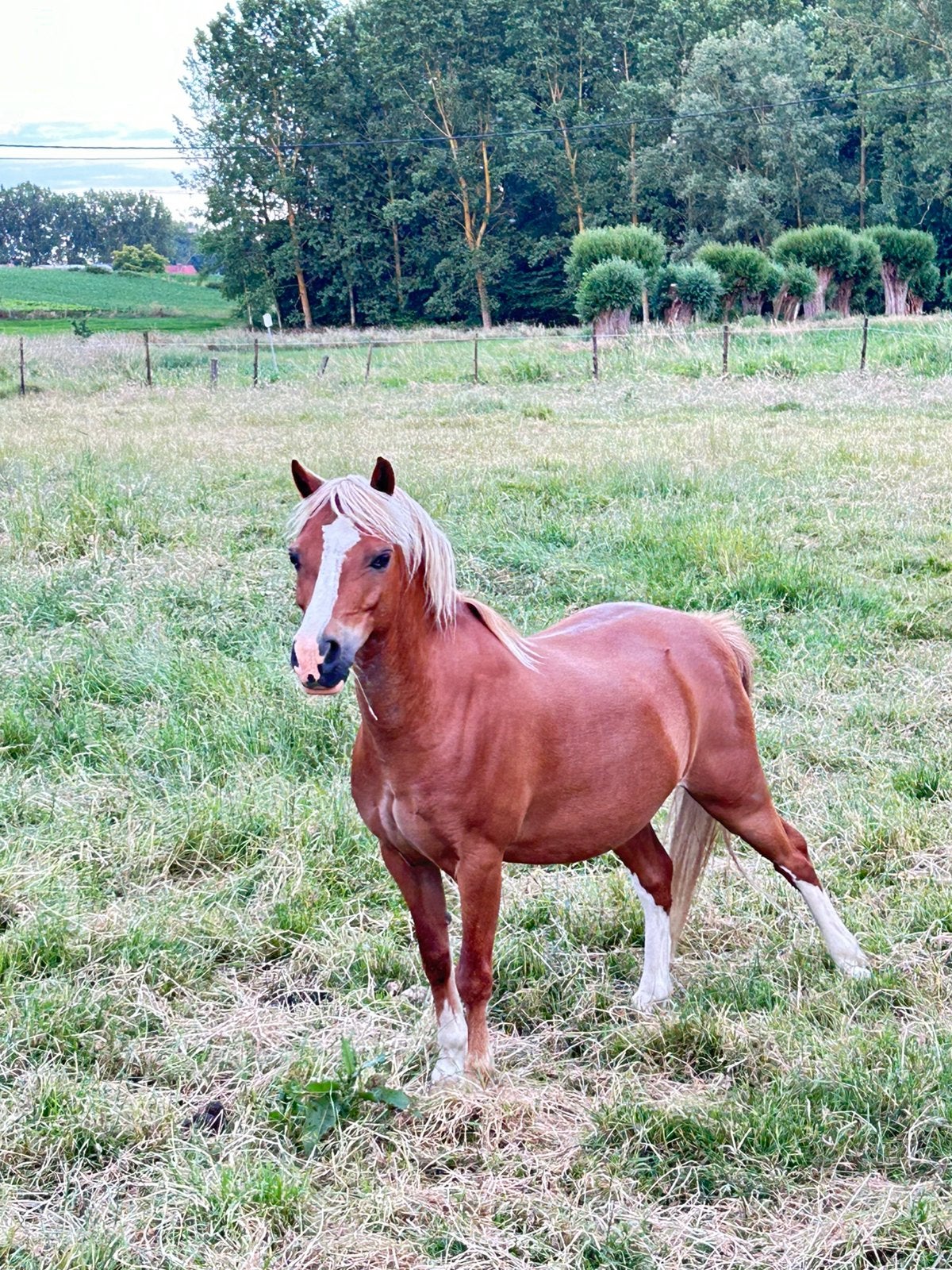 Welsh a ruin, Dieren en Toebehoren, Ruin, A pony (tot 1.17m), Gechipt, 11 jaar of ouder