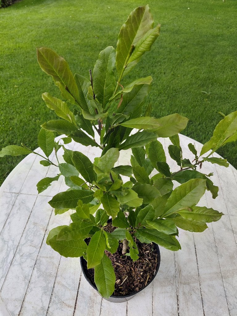 Magnolia Stellata, Ophalen