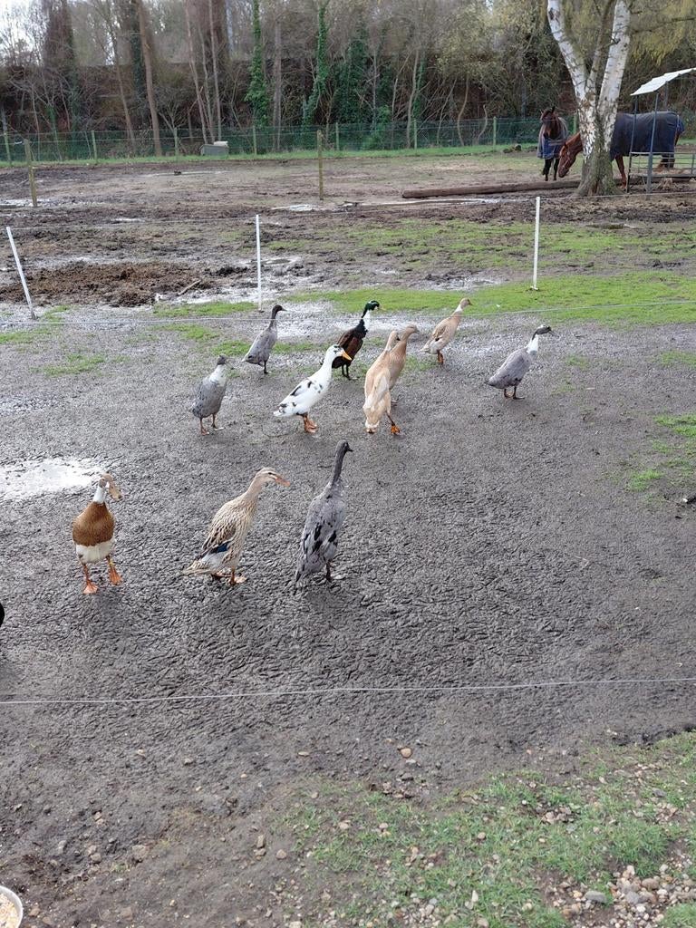 Broedeieren Indische loopeenden, Dieren en Toebehoren, Pluimvee
