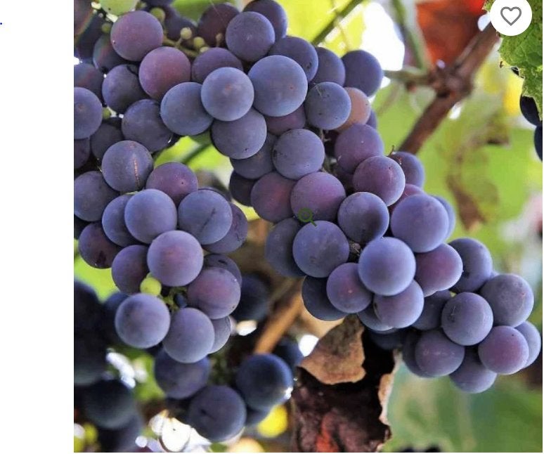 Grappe de raisin Belge Royal Vignis nature 100%, Enlèvement