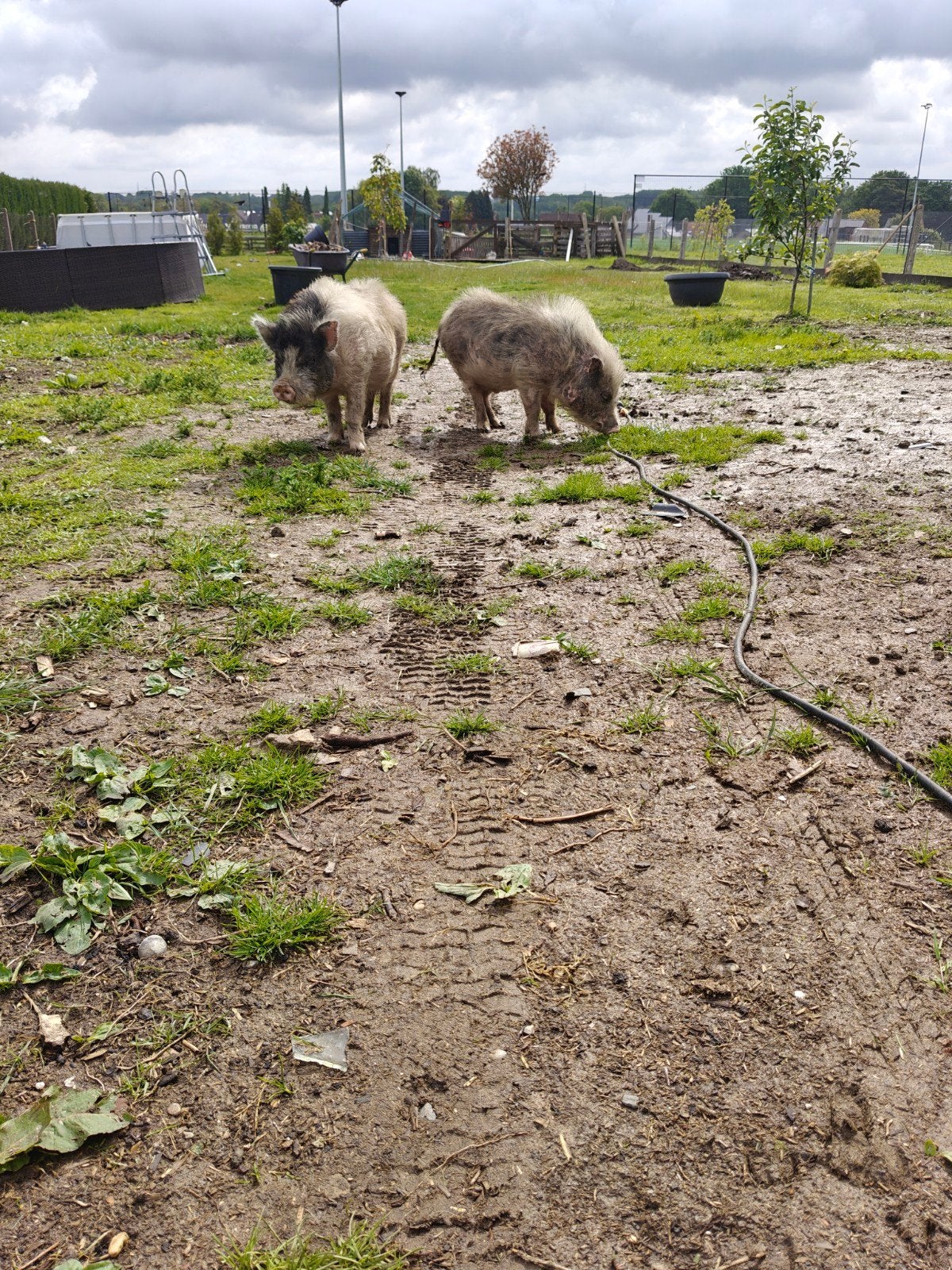 mini varkens, Dieren en Toebehoren