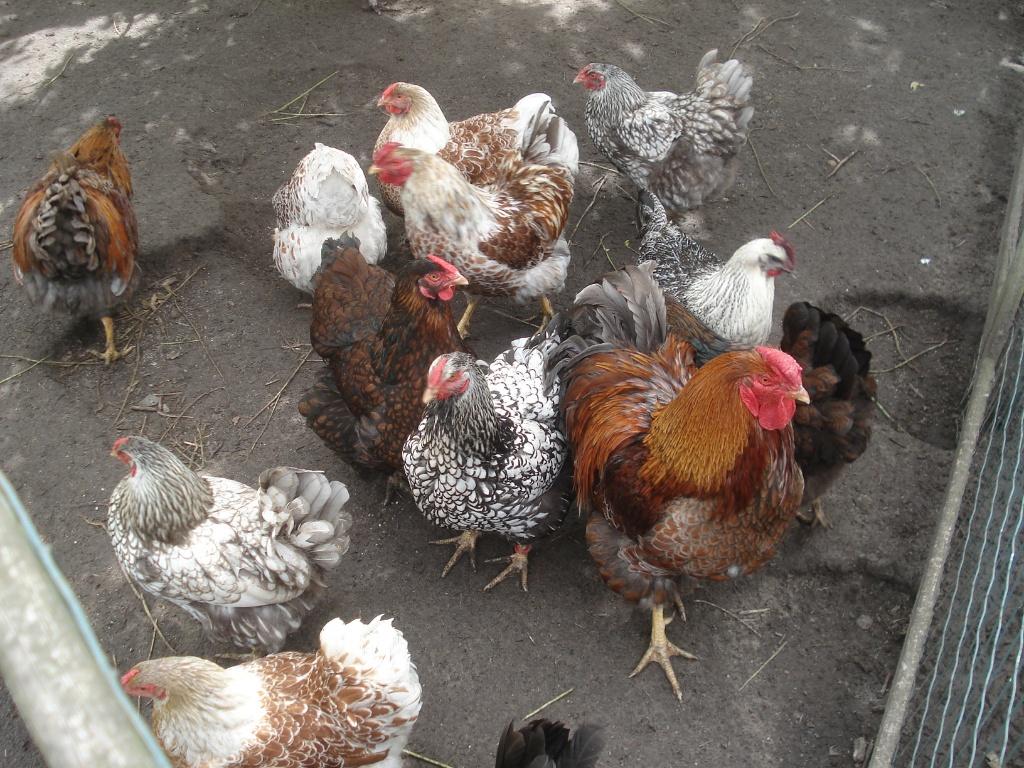 broedeieren wyandotte (groothoenders) 80 cent, Dieren en Toebehoren, Pluimvee, Geslacht onbekend, Kip