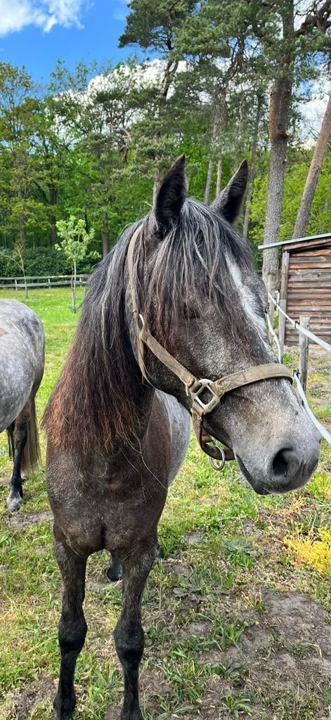 2 jarige connemara, Animaux & Accessoires, Poneys, Jument, Ne s'applique pas, Poney D (1.37 m à 1.48m), Poney de dressage, 0 à 2 ans