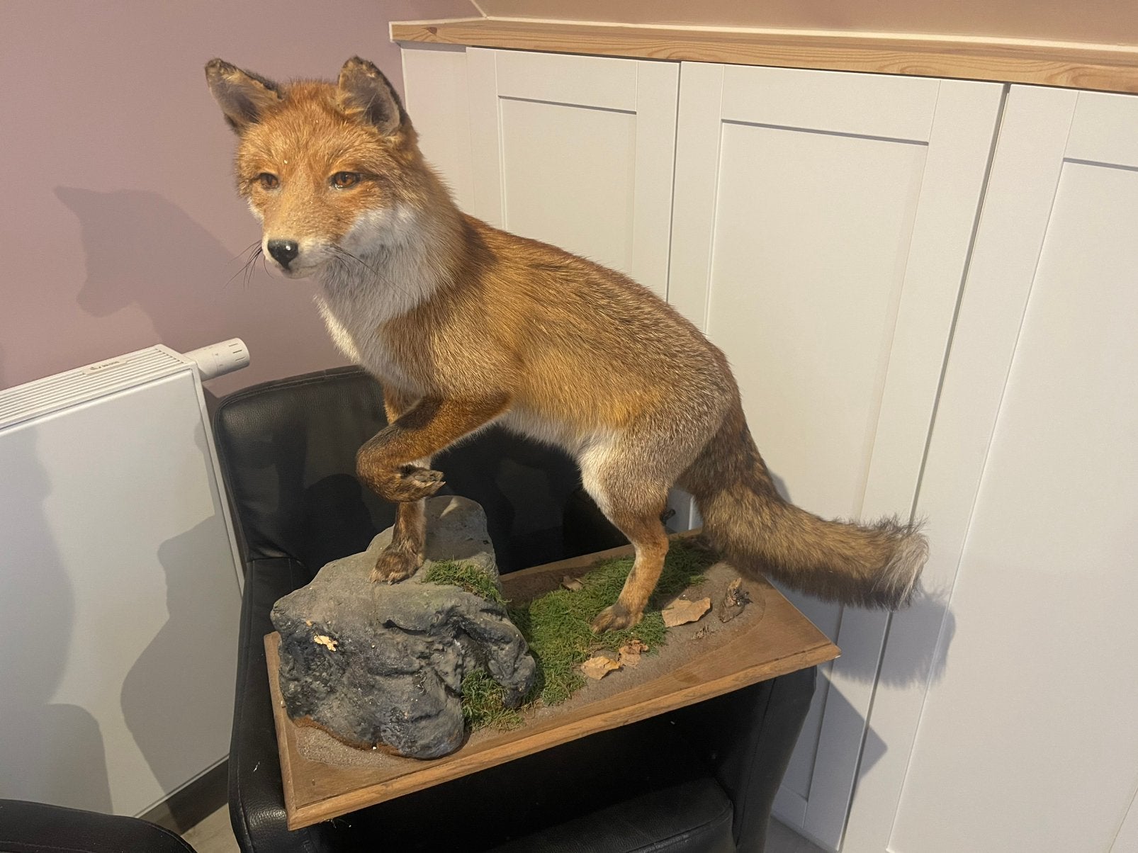 Vos taxidermy, Western, Objet de décoration, 60 cm, Comme neuf