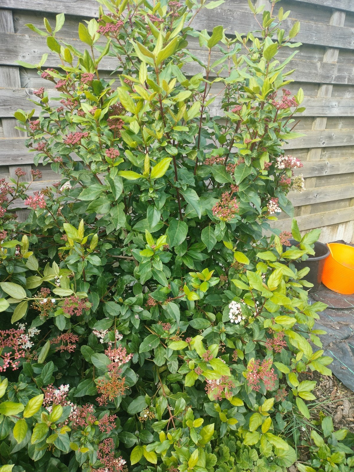 Viburnum Tinus haag of struik, Tuin en Terras, Ophalen, Haag