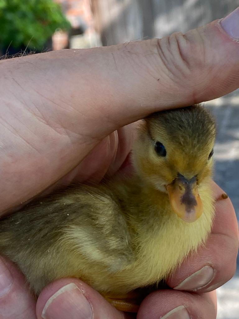 Kuikentjes Hollandse kwakers, Dieren en Toebehoren, Pluimvee, Geslacht onbekend, Eend