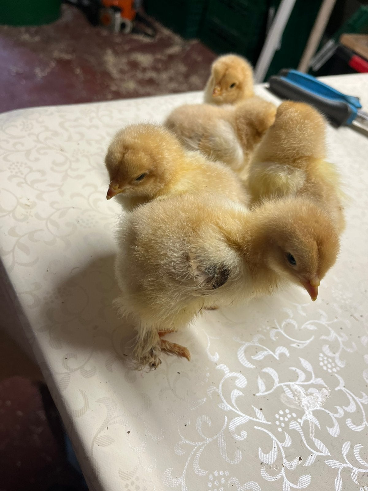 Brahma eendags kuikens, Dieren en Toebehoren, Pluimvee