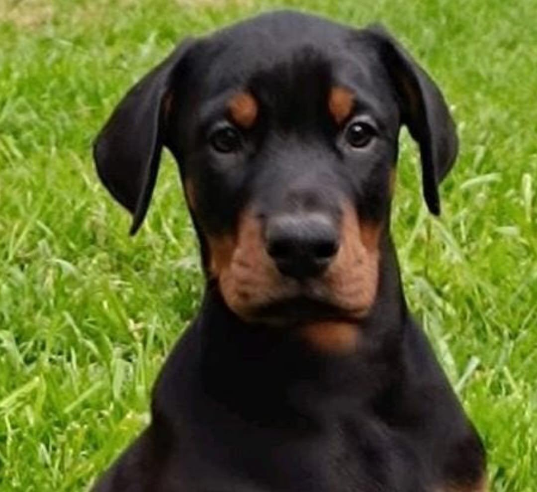 Dobermann puppy, Dieren en Toebehoren, België, Fokker | Hobbymatig, Overige rassen, 8 tot 15 weken