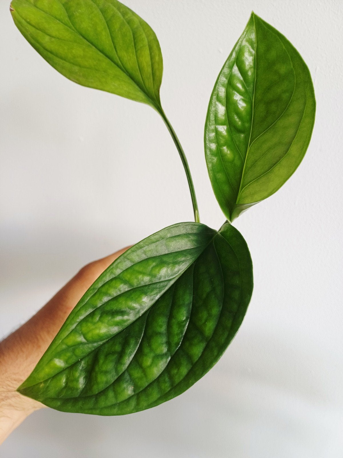 Monstera Pinnatipartita, Overige soorten, In pot, Minder dan 100 cm, Groene kamerplant