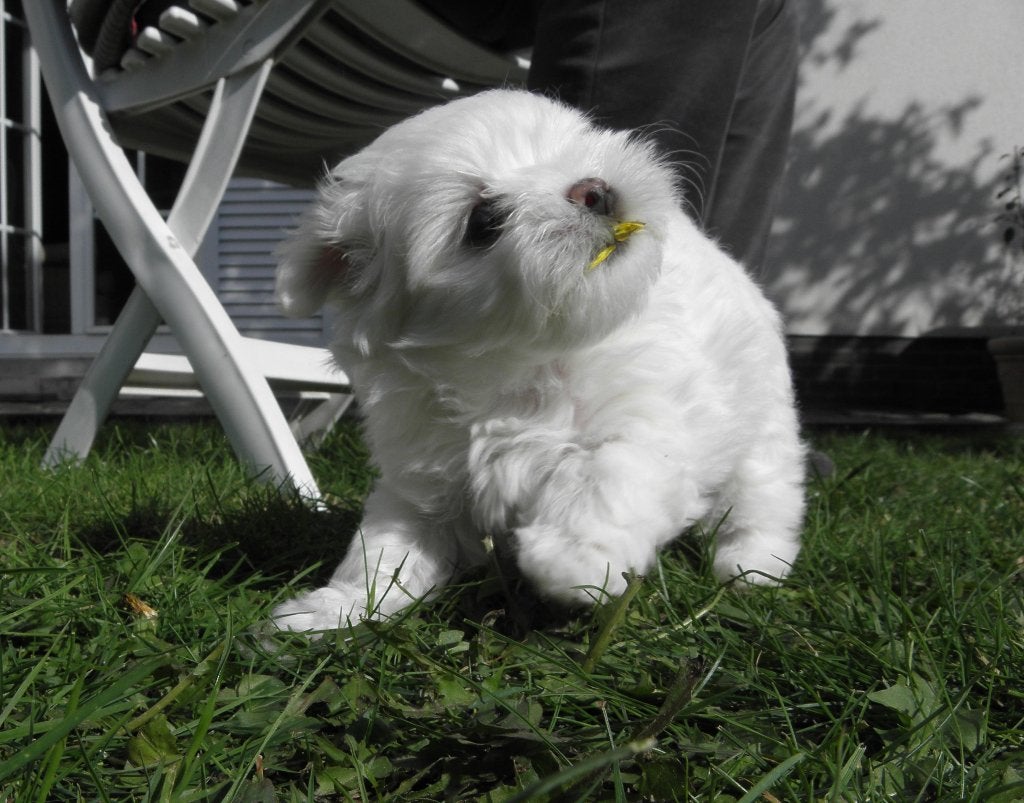 Prachtig Maltezertje reutje, 15 semaines à 1 an, Chien (mâle), Hépatite contagieuse (maladie de Rubarth), Belgique