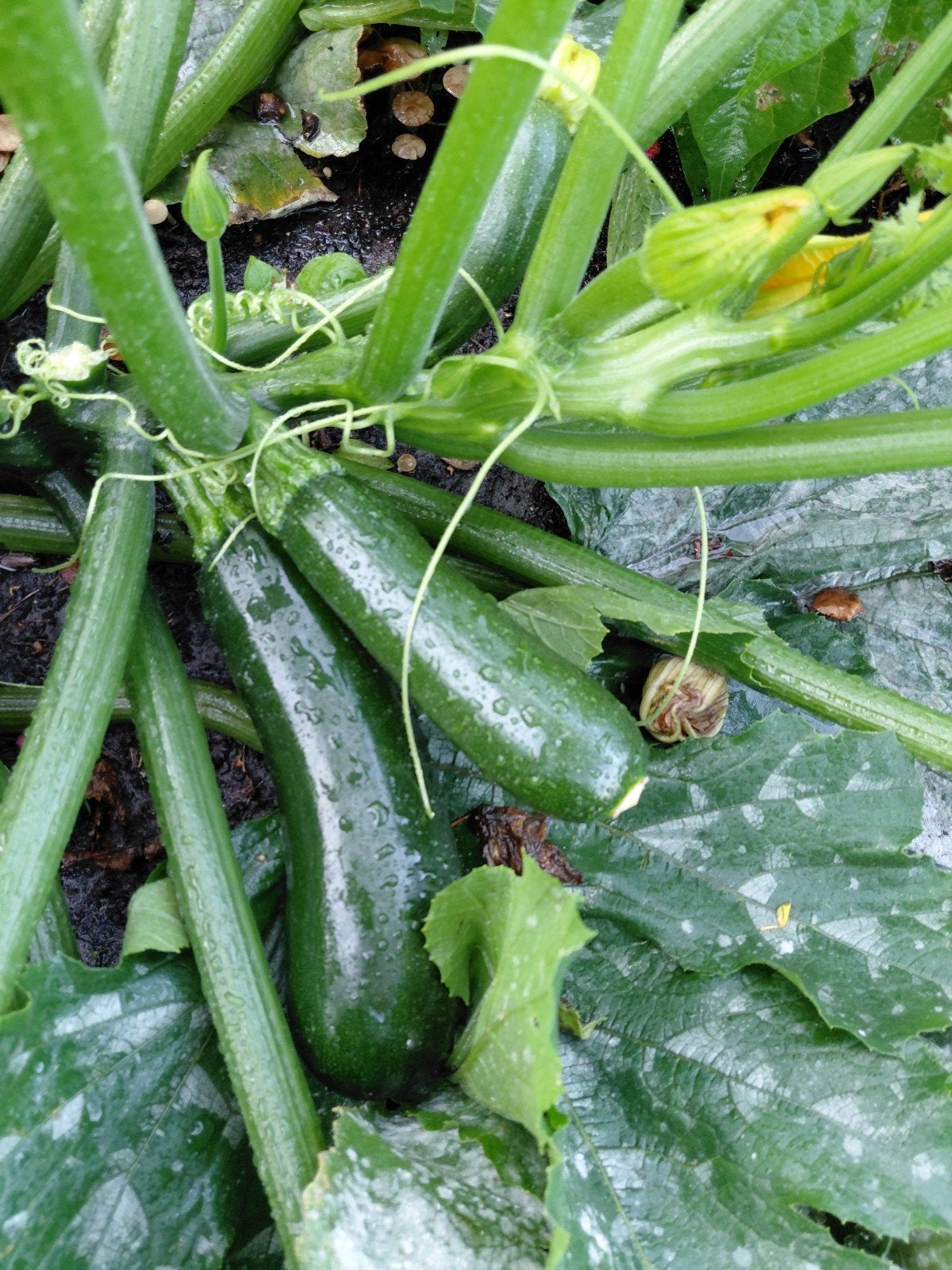 Courgette, Huis en Inrichting, Woonaccessoires | Wijnrekken, Ophalen