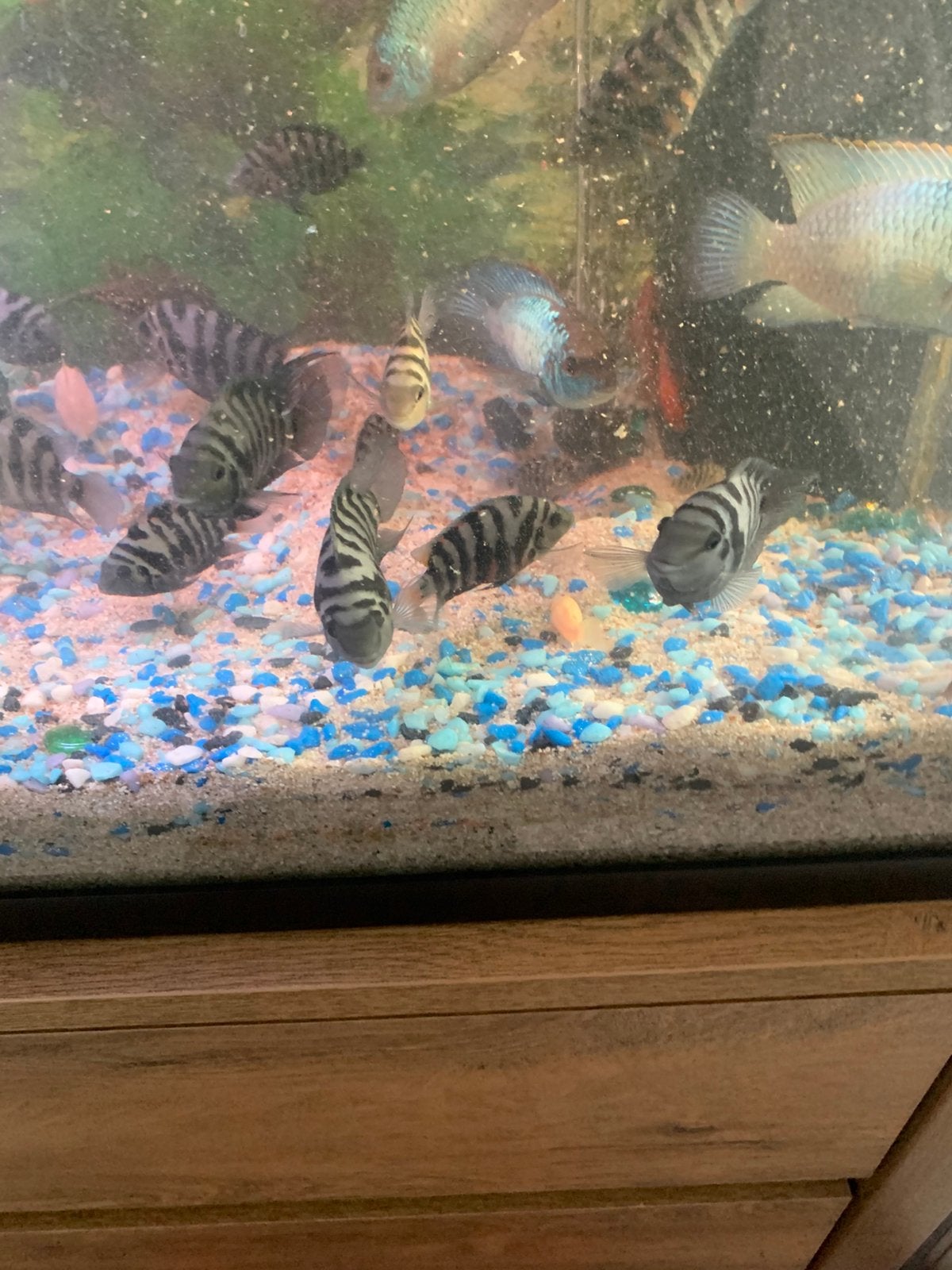 Te koop vissen, Dieren en Toebehoren, Vissen | Aquariumvissen, Vis