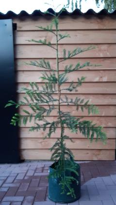 Sequoia sempervirens / Coast Redwood bomen tot 3000 jaar oud, Tuin en Terras, Bloeit niet, Halfschaduw, Overige soorten, 100 tot 250 cm