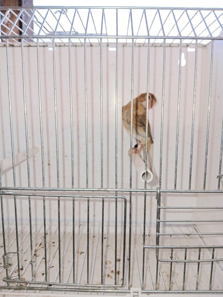 timbrado, Dieren en Toebehoren, Meerdere dieren, Zangkanarie