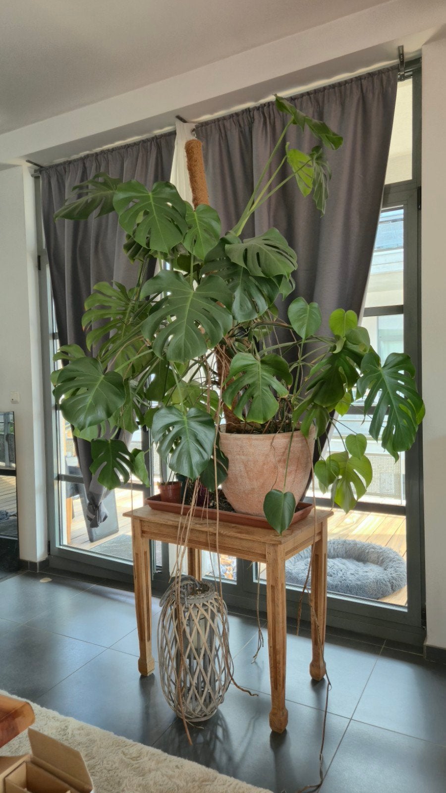 Monstera, Enlèvement