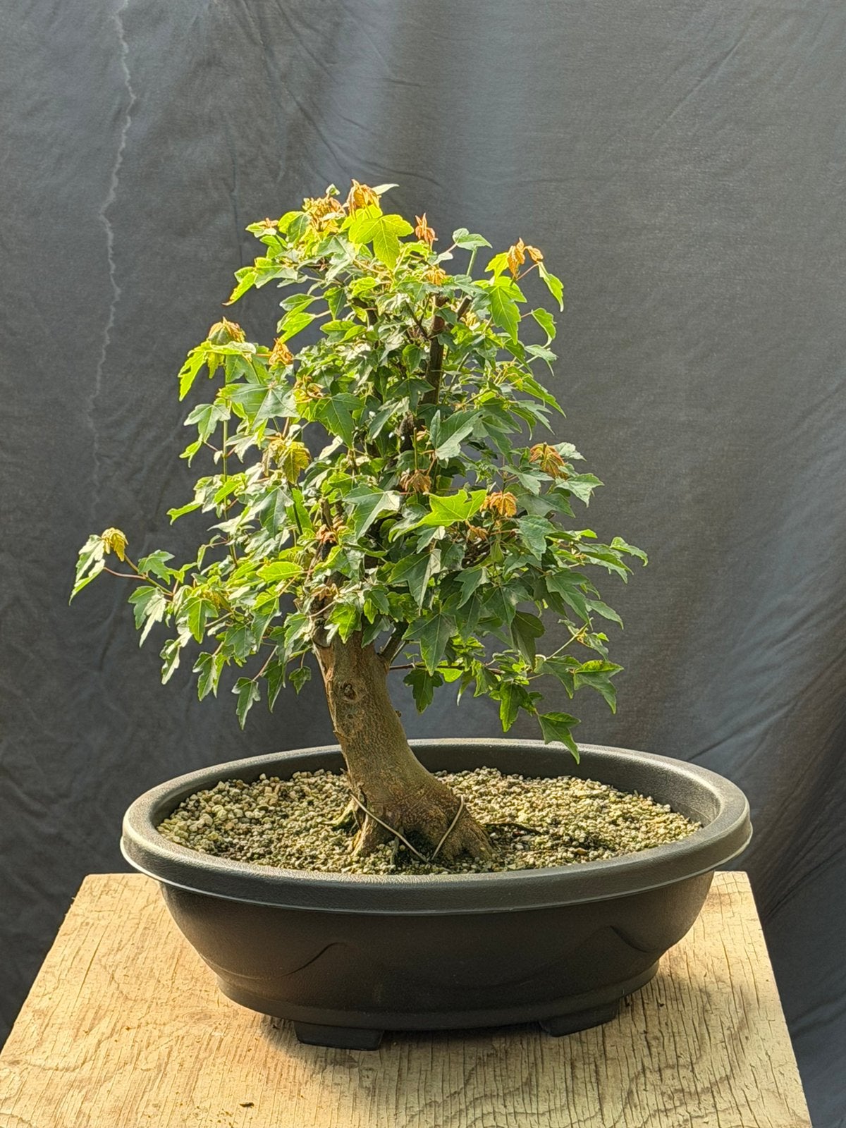 Bonsai starter buergeranium, Tuin en Terras, Planten | Bomen, Ophalen