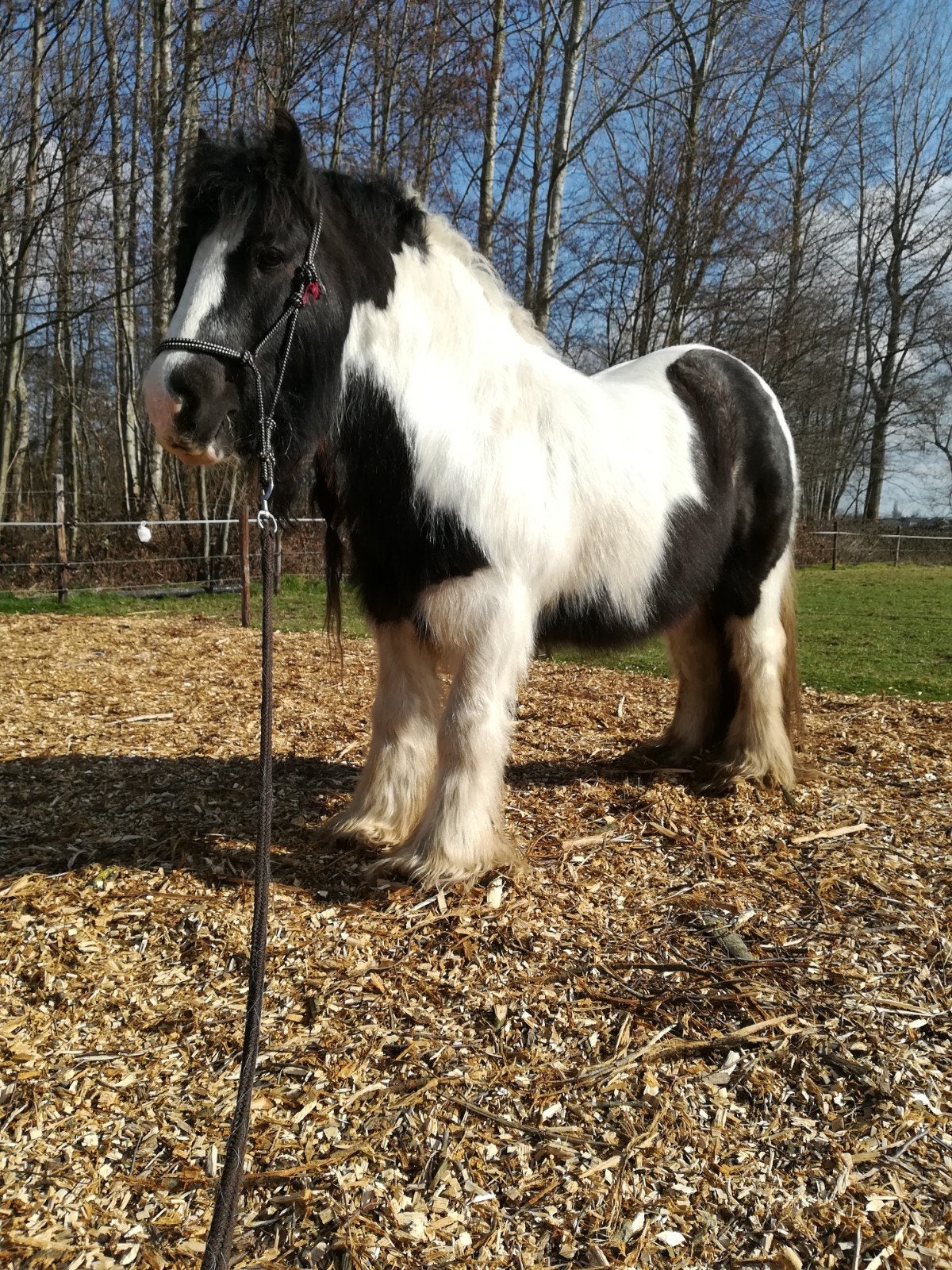 kleinere maat tinkertje zoekt een goede thuis, Poney C (1.27 m à 1.37m), 11 ans ou plus, Hongre, Poney de récréation