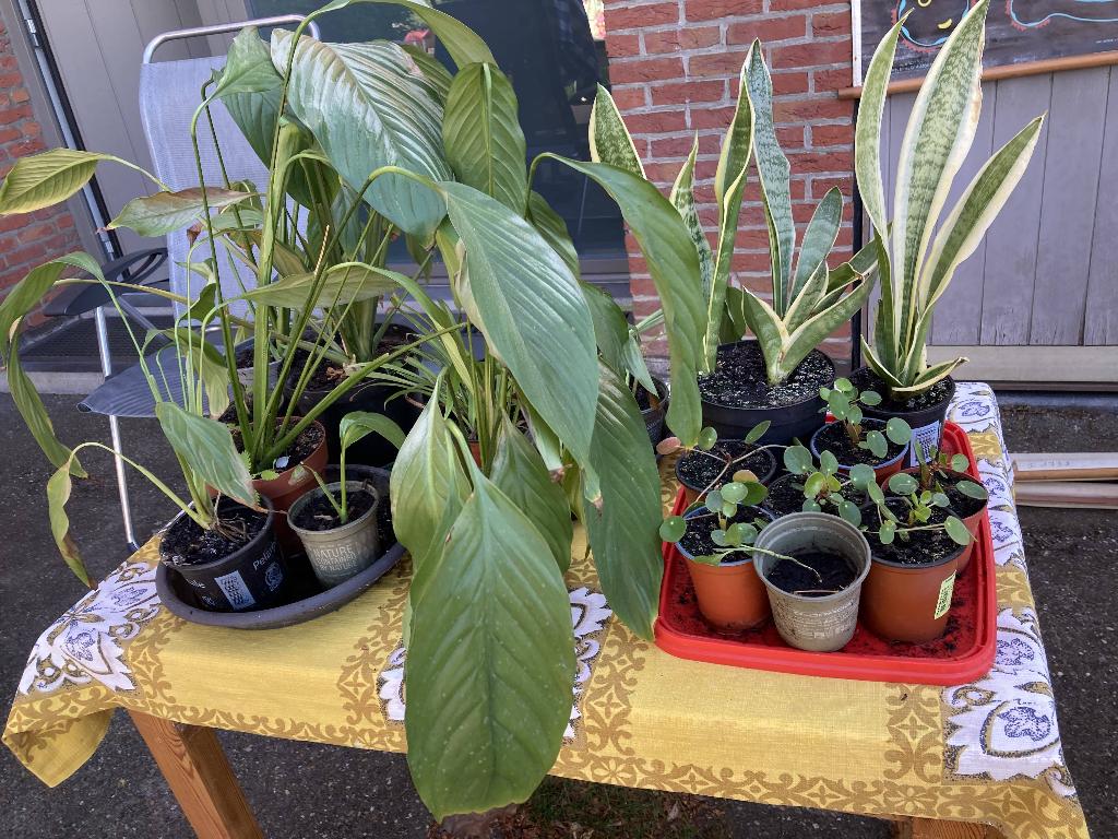 kleine kamerplantjes 3 euro + grotere voor 5 euro, Ophalen