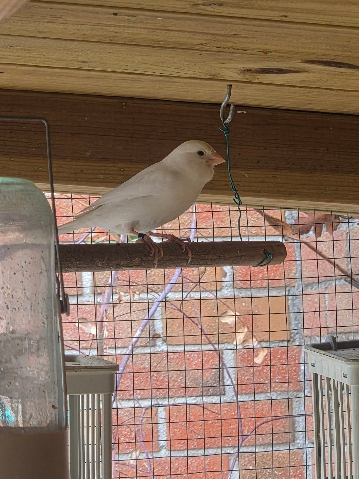 Kanarie pop, Dieren en Toebehoren