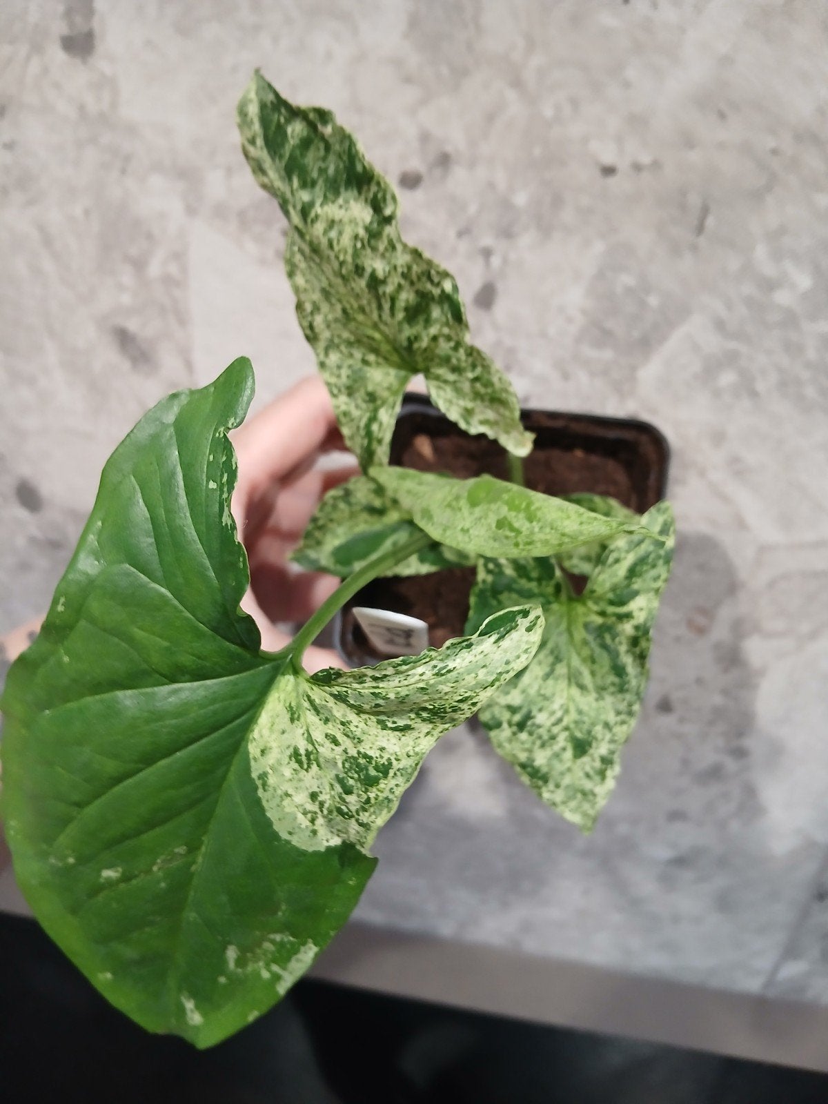 Syngonium motteld mojito, Huis en Inrichting, Kamerplanten, Ophalen of Verzenden