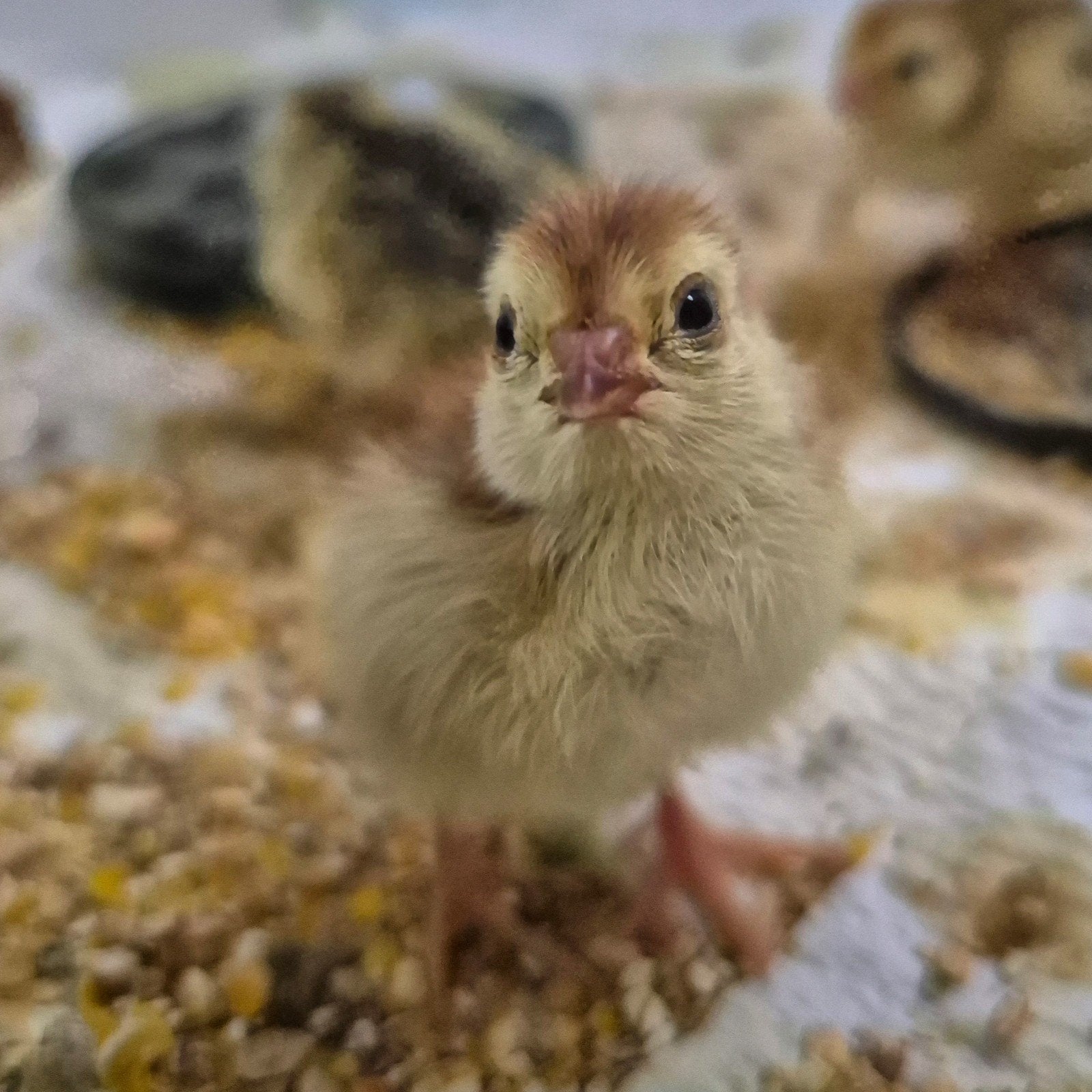 Japanse Kwartelkuikens, Dieren en Toebehoren