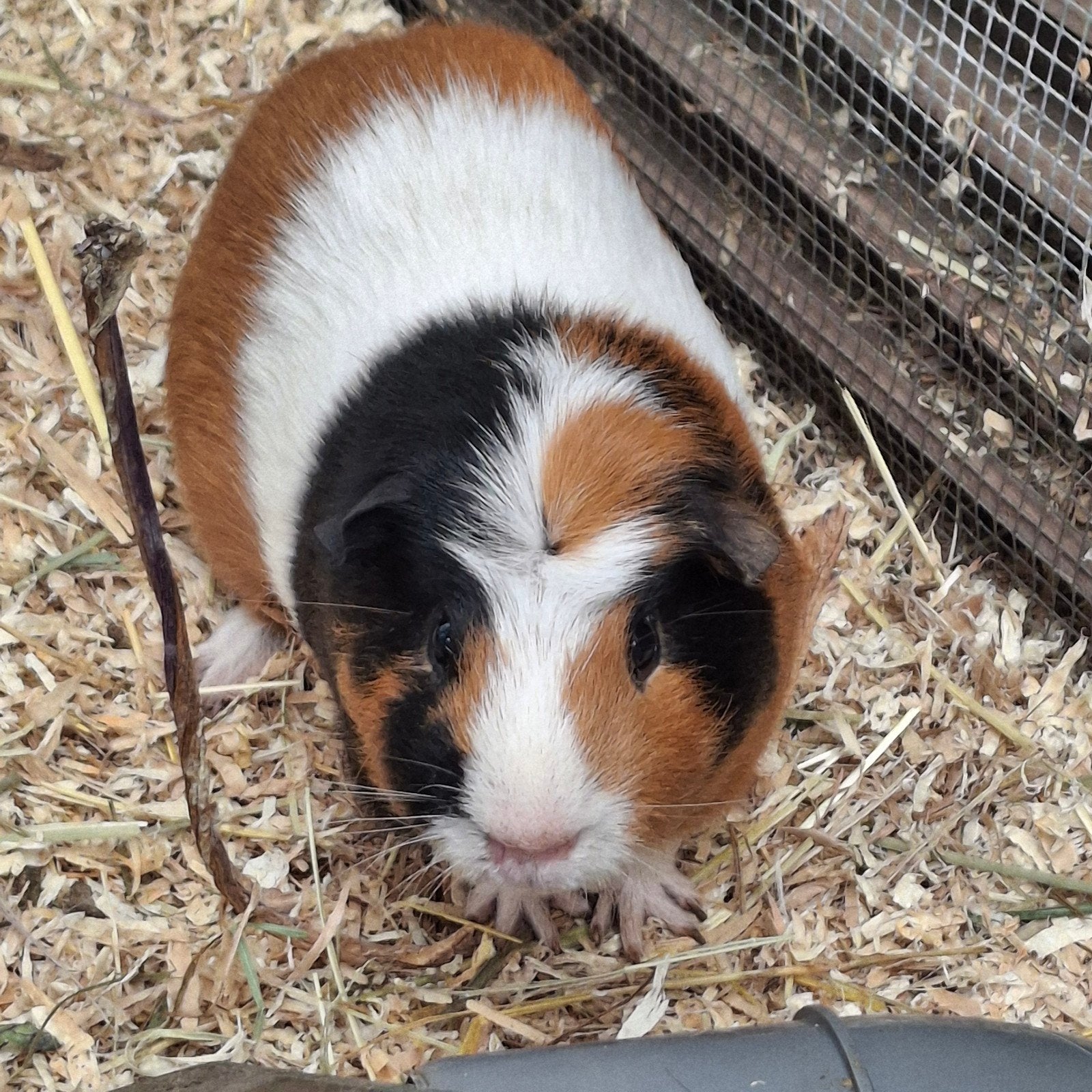 Cavia man, Animaux & Accessoires, Rongeurs, Septembre, Cobaye