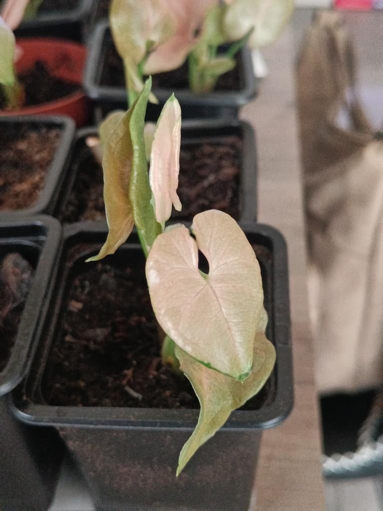 Stekjes syngonium podophyllum, Ophalen