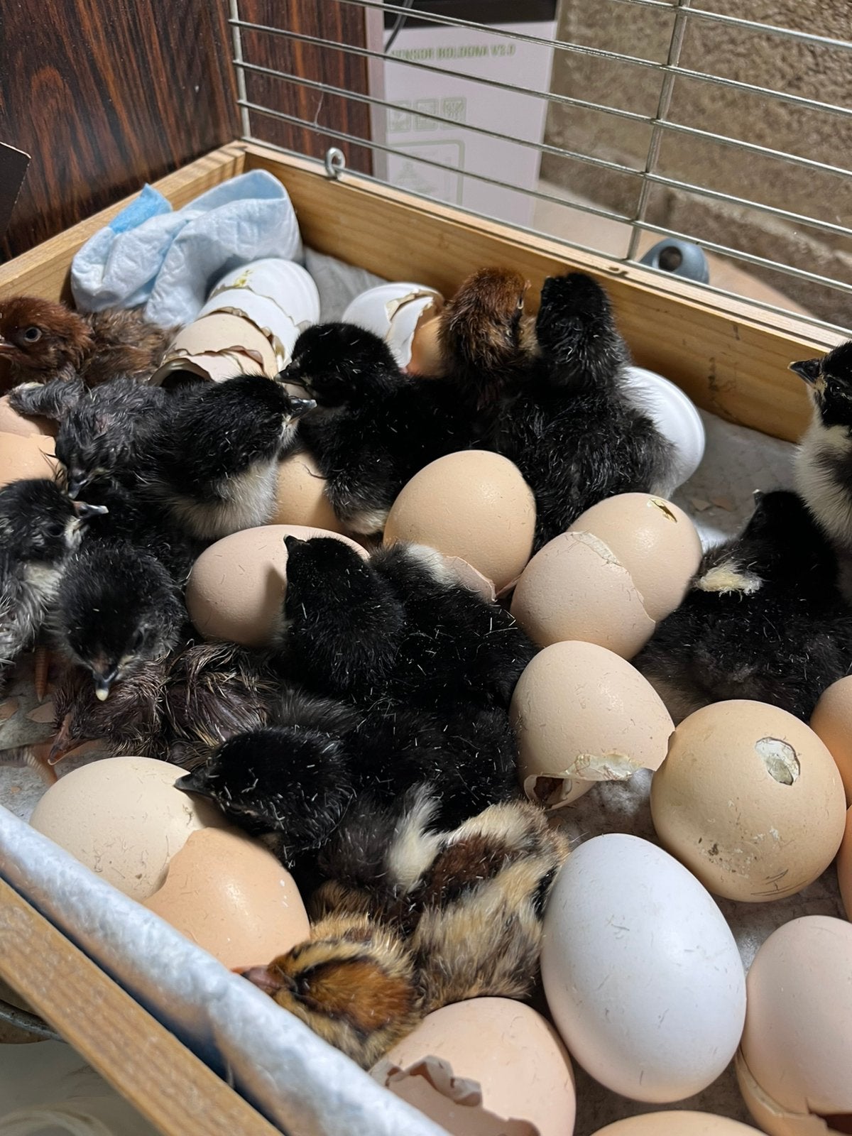Eendags kuikens, Dieren en Toebehoren, Pluimvee