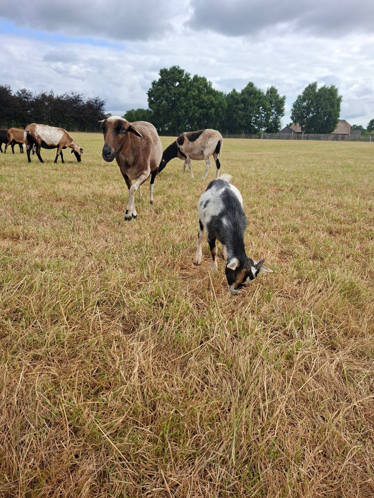 prachtig mini mini bokje, Dieren en Toebehoren, Schapen, Geiten en Varkens