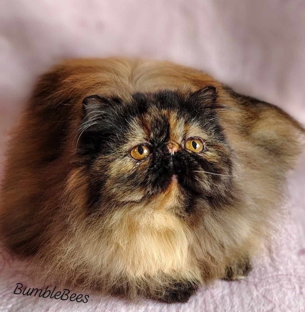 Glitter ‘n Glamour zoekt een gouden mandje, Chatte ou Chat, Avec pedigree, 0 à 2 ans