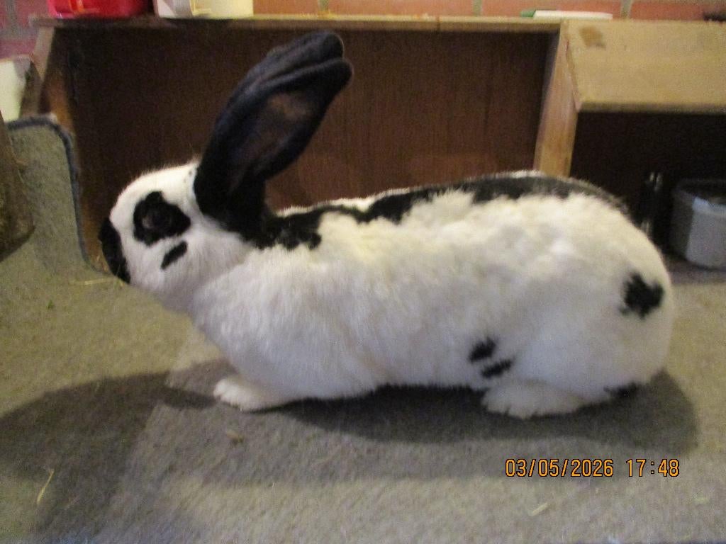 Reuze vlinder / lotharinger, Dieren en Toebehoren, Vrouwelijk, Groot, 0 tot 2 jaar
