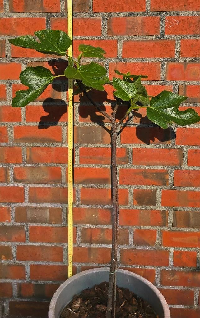 Vijgenboom  Ficus Carica  vijgen boom cast	   1v11, Tuin en Terras, Ophalen, Lente, Volle zon, In pot