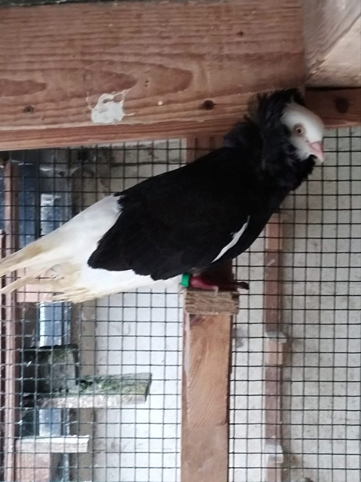kweekkoppels kapucijnduiven, Dieren en Toebehoren, Vogels | Duiven
