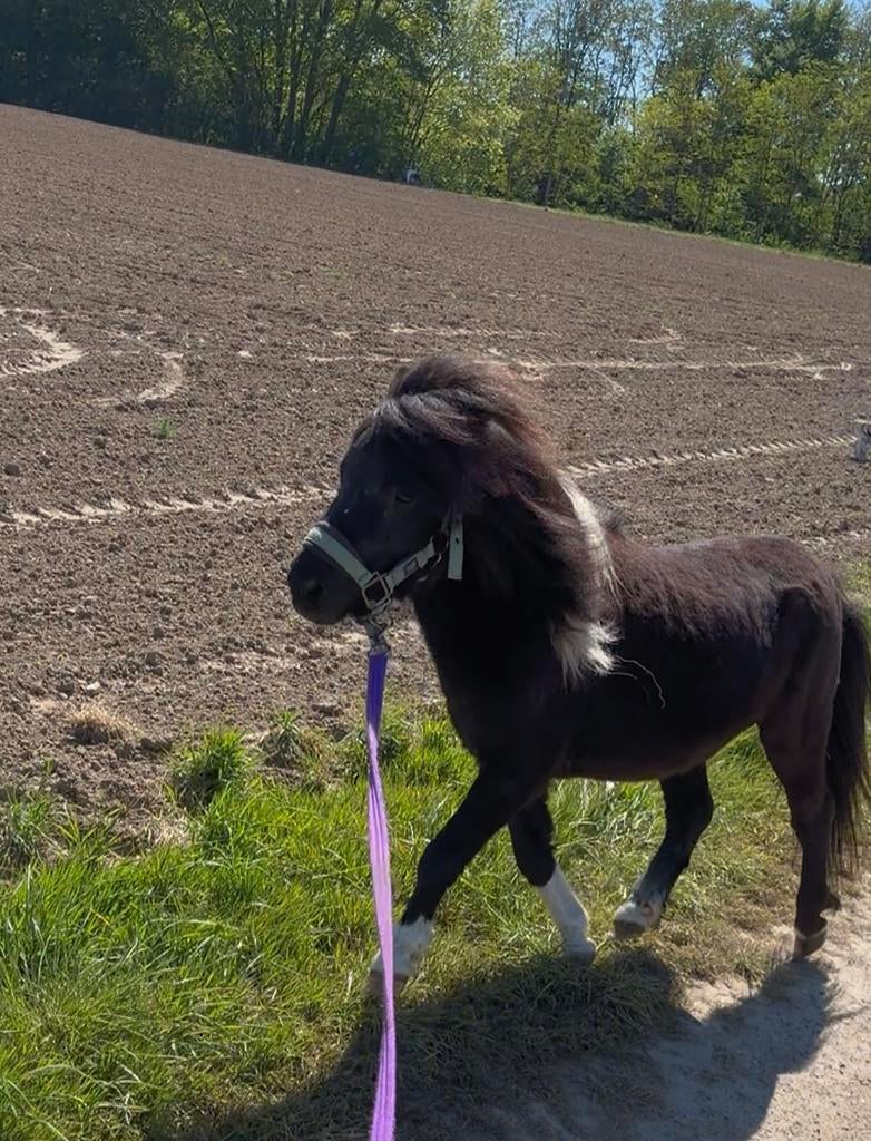 Hele lieve Shetlander. Kinder proef., Met stamboom, Niet van toepassing, Hengst, A pony (tot 1.17m)