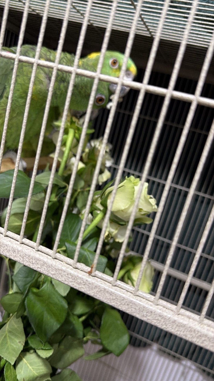 peroquet, Plusieurs animaux, Perroquet, Parleur