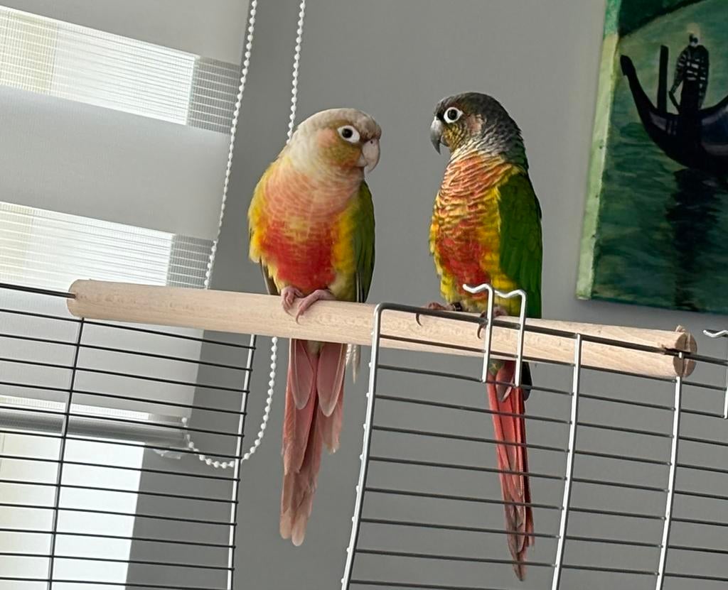 Koppel Pyrrhura, Meerdere dieren, Parkiet, Geringd