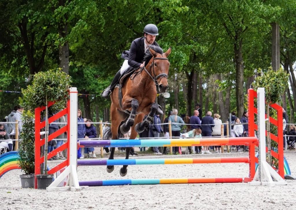 Springpaard, Animaux & Accessoires, Chevaux, Jument, B, 170 à 175 cm, 3 à 6 ans, Cheval de saut, Avec pedigree, Avec puce électronique