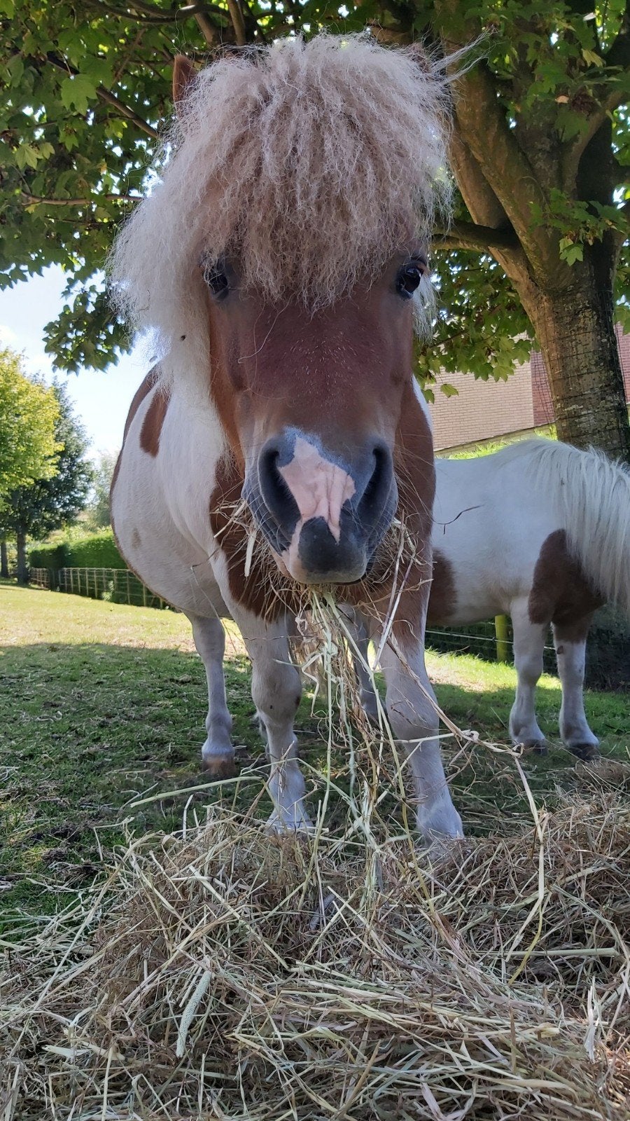 Shetlandpony-Shetlander, Dieren en Toebehoren, Pony's