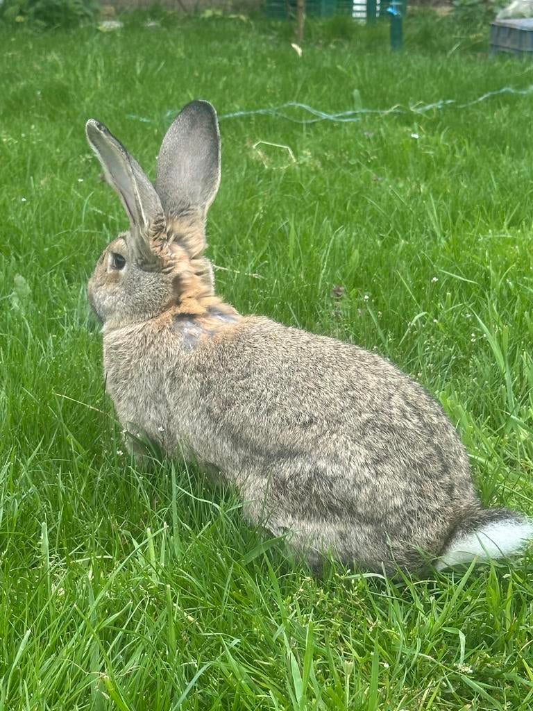 Géant des Flandres, Femelle