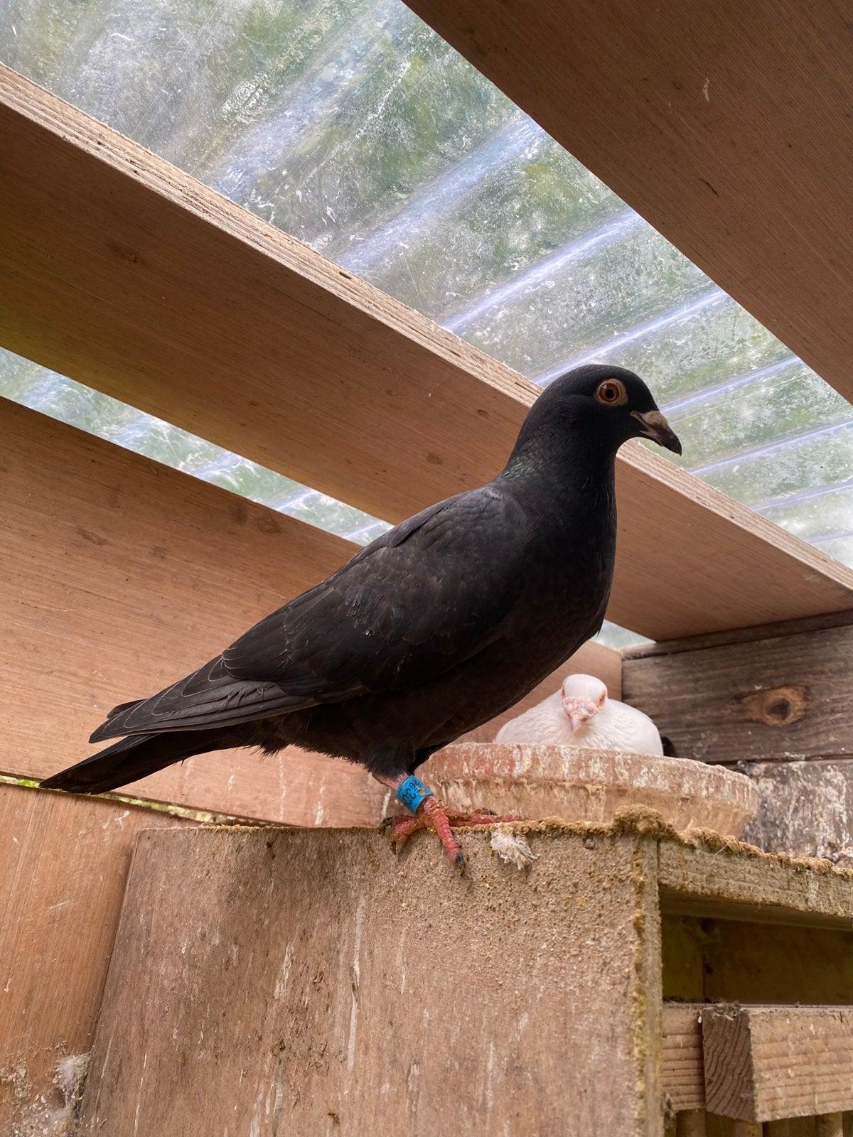 Zwarte jongen, Dieren en Toebehoren, Vogels | Duiven, Meerdere dieren, Postduif