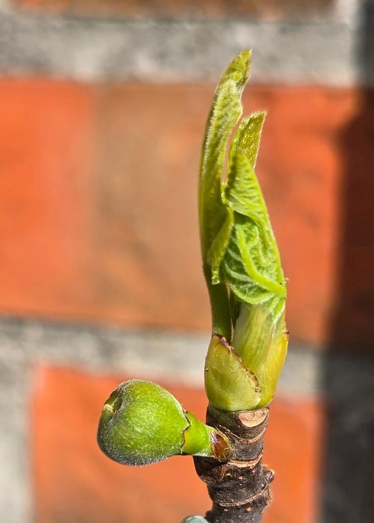 Figuier 'BROWN TURKEY' Ficus Carica 1v1, Figuier, En pot, Plein soleil, Moins de 100 cm