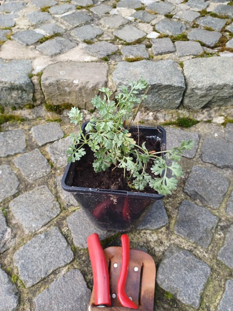 Absint (Artemisia absinthium)., Halfschaduw, Overige soorten, Minder dan 100 cm, Ophalen