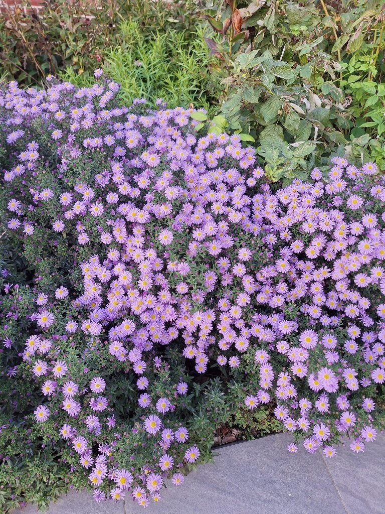 Paarse herfst aster, Ophalen, Herfst, Vaste plant, Overige soorten