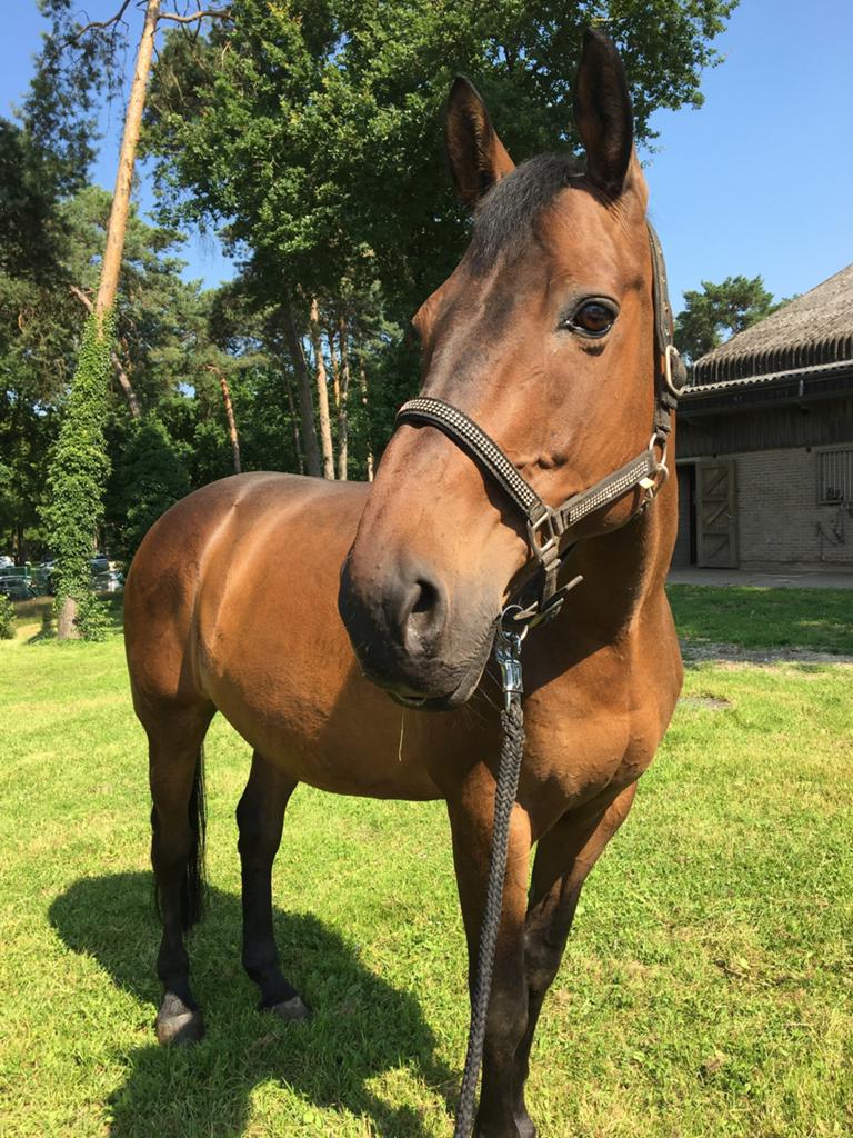 Wei gezocht!, Animaux & Accessoires